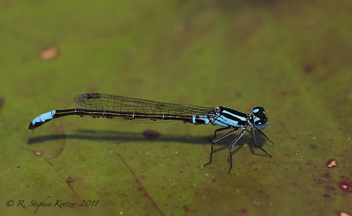 Ischnura kellicotti, male